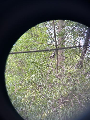 White-winged Woodpecker