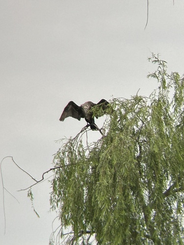 Continental Great Cormorant