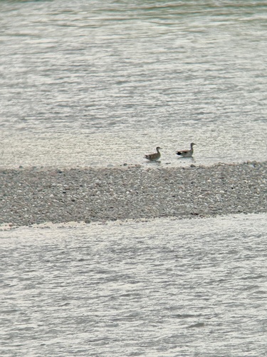 Gadwall