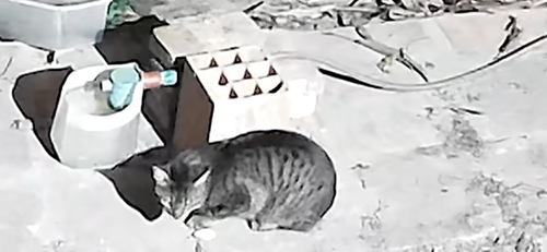Domestic Cat