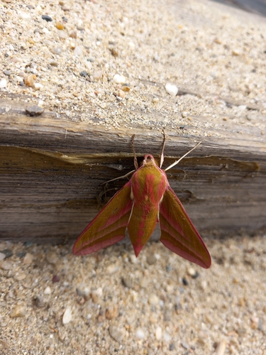 Elephant Hawkmoth