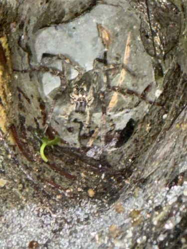 Aglaoctenus lagotis