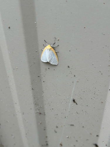 Delicate Cycnia Moth