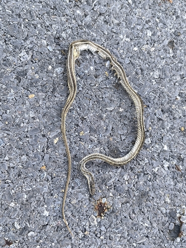 Buff Striped Keelback