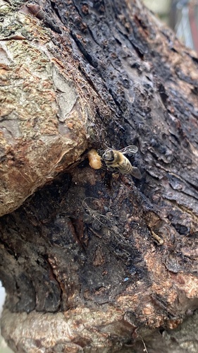 Western Honey Bee