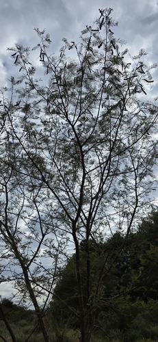 Vachellia aroma