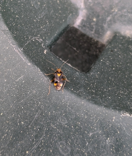 Three Spotted Nettle Bug