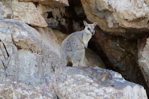 Western Short-eared Rock Wallaby