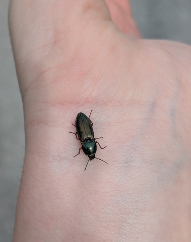 green click beetle