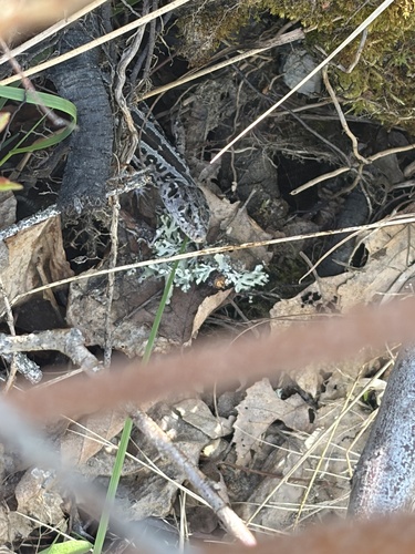 Sand Lizard