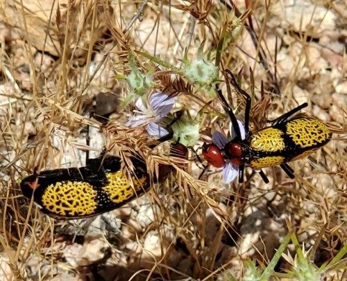 Iron Cross Blister Beetle