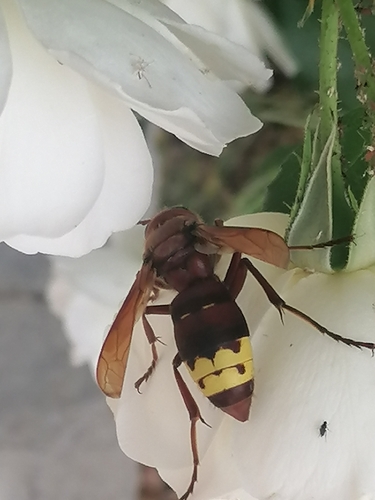 Oriental Hornet