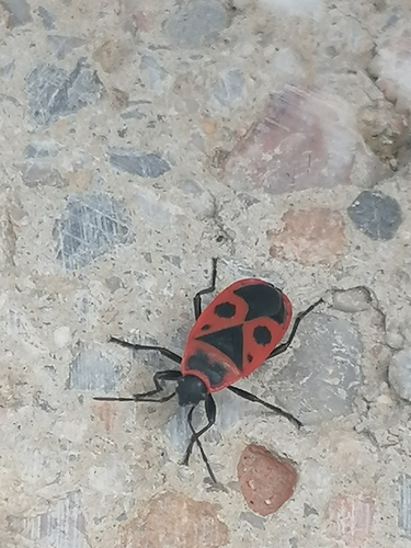 European Firebug