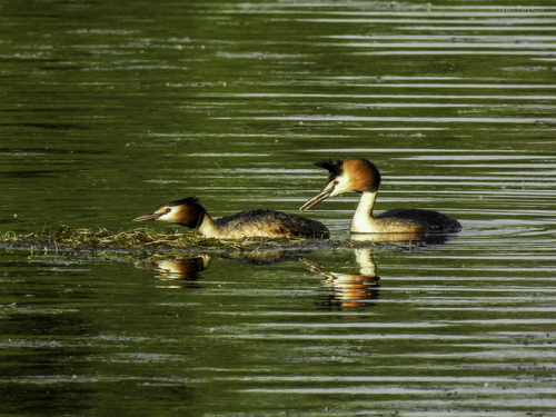 Great Crested Grebe