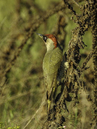Eurasian Green Woodpecker