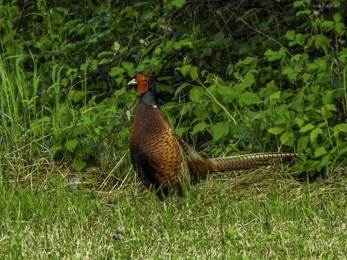 Ring-necked Pheasant