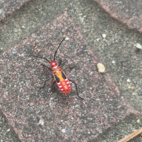 Indian Cotton Stainer