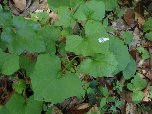 Asian trailplant