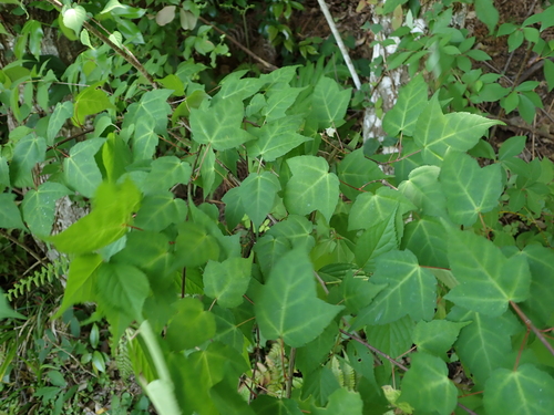 Hawthorn-leaved Maple