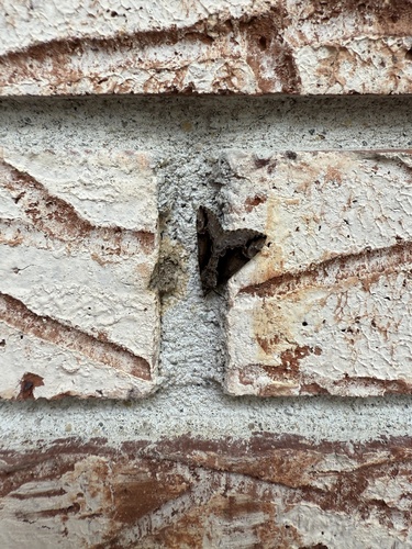 Baltimore Snout