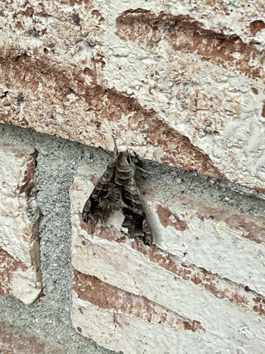 Lettered Sphinx