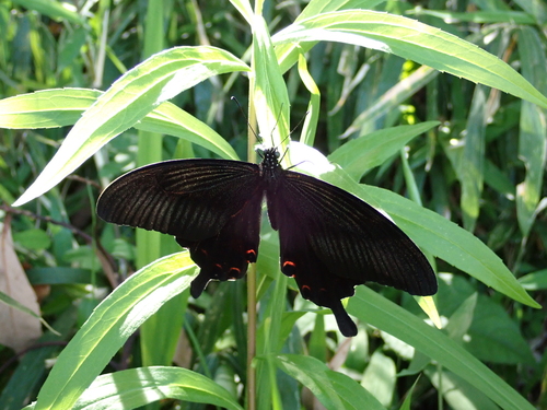 Red Helen Swallowtail