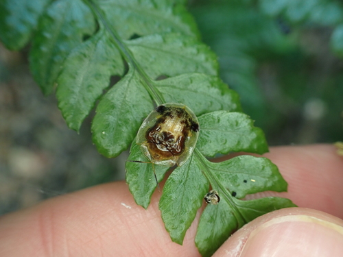 Thlaspida biramosa