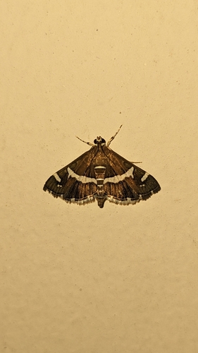 Hawaiian Beet Webworm Moth