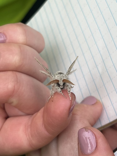 Pale Tussock Moth