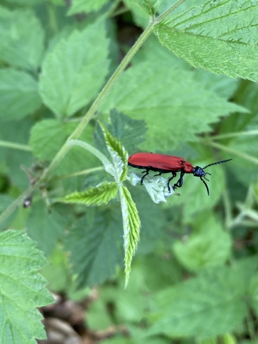 Black-headed Cardinal Beetle