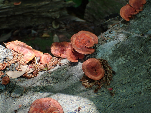 Southern Cinnabar Polypore