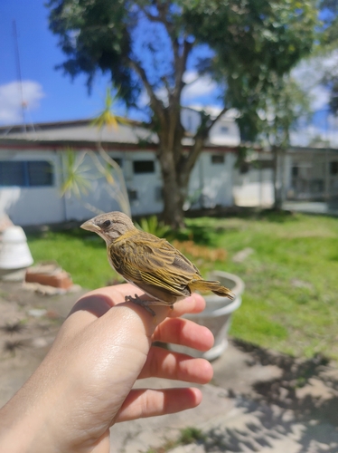 Saffron Finch