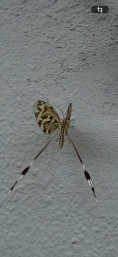 Greek Spoonwing