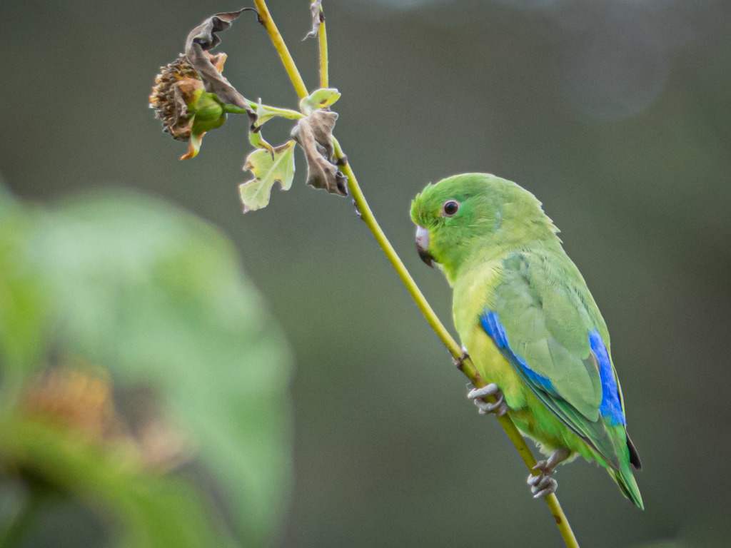 Blue-winged Parrot photo