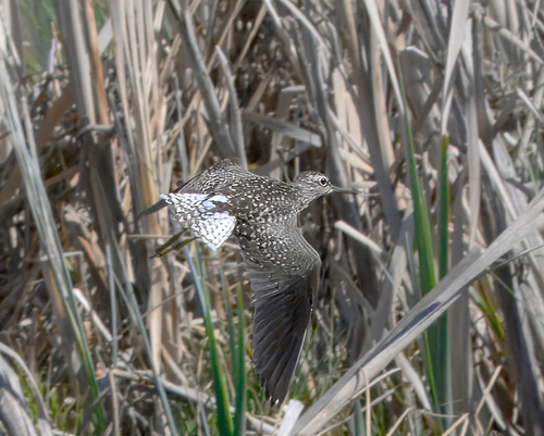 Wood Sandpiper