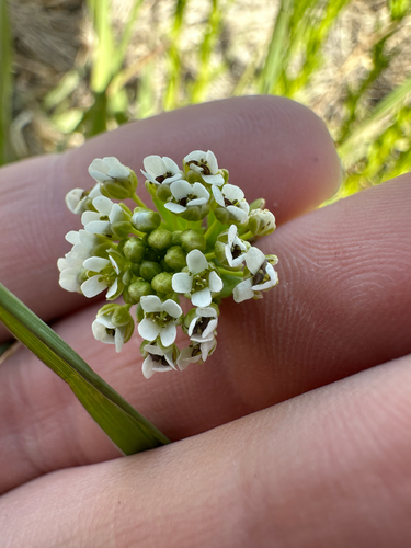 field penny-cress