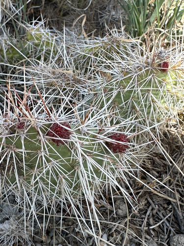 Plains Pricklypear
