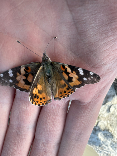 Painted Lady