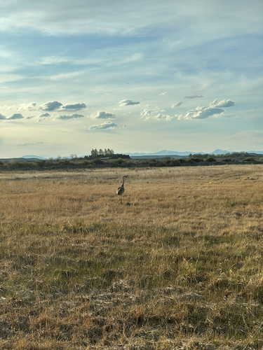 Sandhill Crane