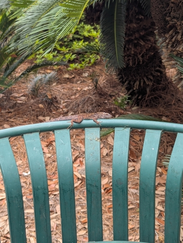 Brown Anole