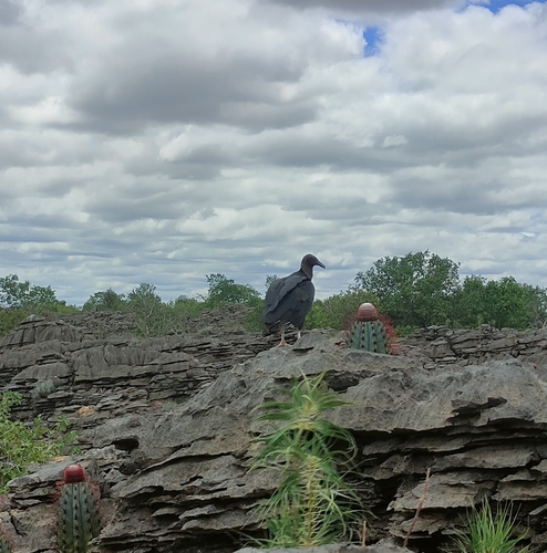 Black Vulture