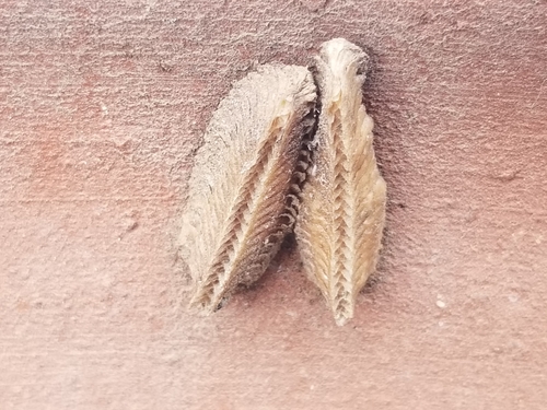 Mediterranean Mantis