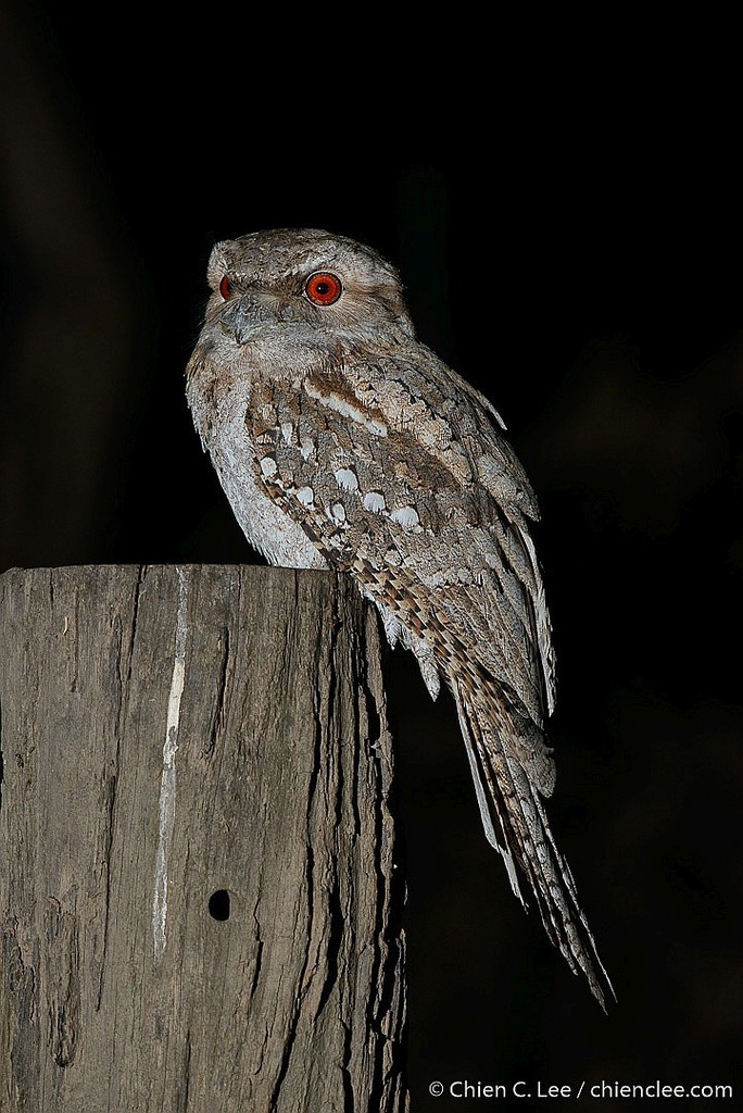 Papuan Frogmouth (Podargus papuensis) photo
