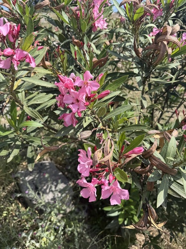 oleander