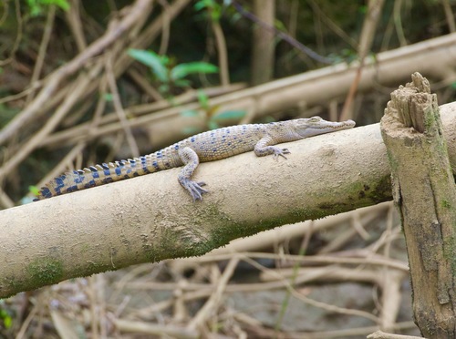 Hall's New Guinea crocodile