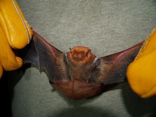 Minor Red Bat (Lasiurus minor) — Vulnerable Mammalia