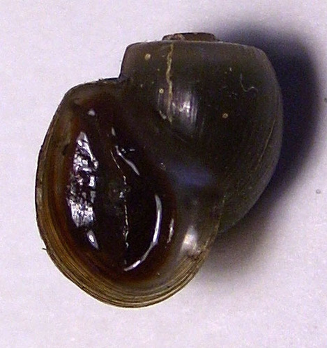 Mesa Ramshorn
