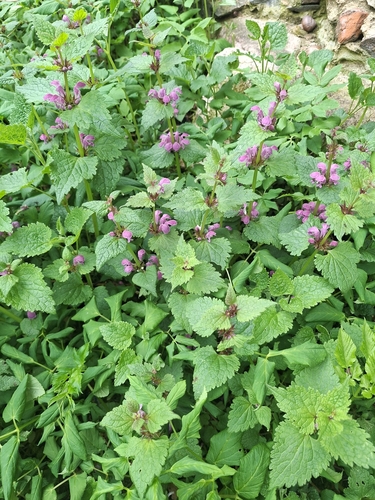 Spotted deadnettle