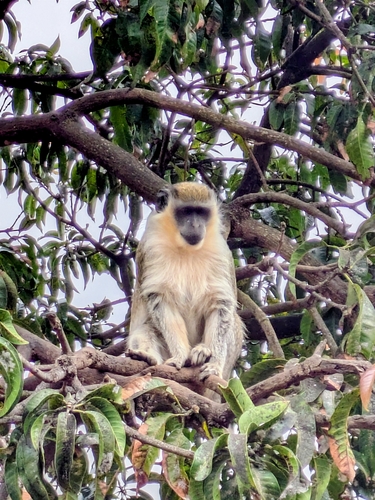 Green Monkey