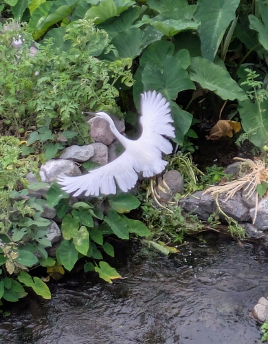 Little Egret